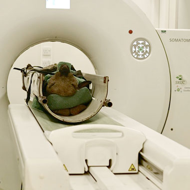 A sheep is lying on its back, secured in a special harness, inside a medical imaging scanner, likely for a CT or MRI scan. The setting is a veterinary facility designed for advanced diagnostic procedures.
