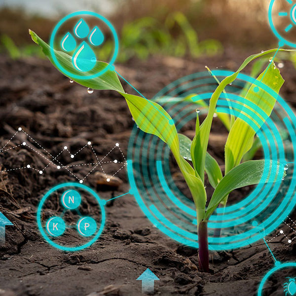 A young plant growing in soil with digital graphics overlaid, representing data analysis for agriculture. Icons showing water, nutrients, and soil composition surround the plant, highlighting smart farming and precision agriculture techniques. Photo credit: Shutterstock